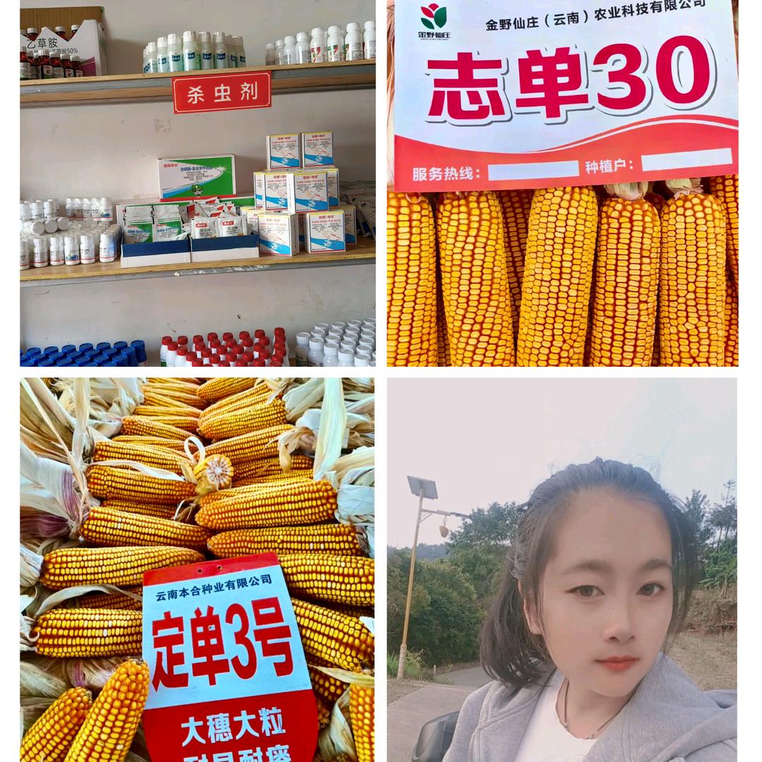 和平镇镇沅旺农丰种子门市
