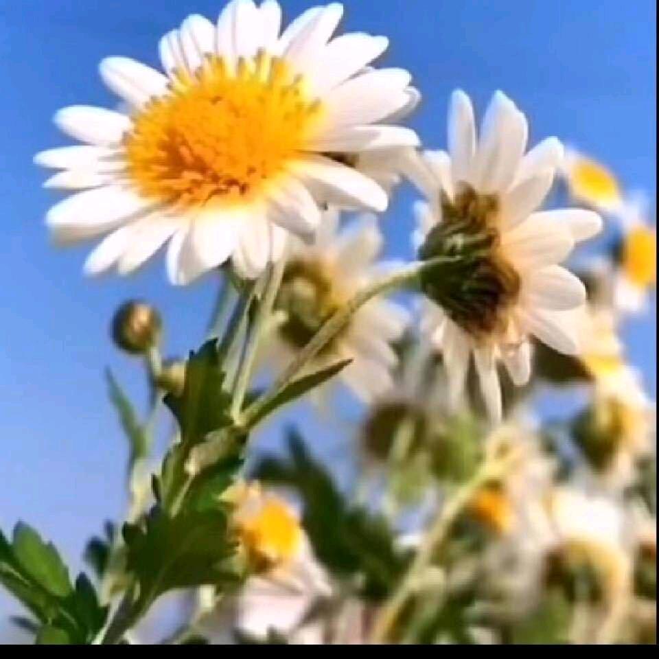伊柠奶奶