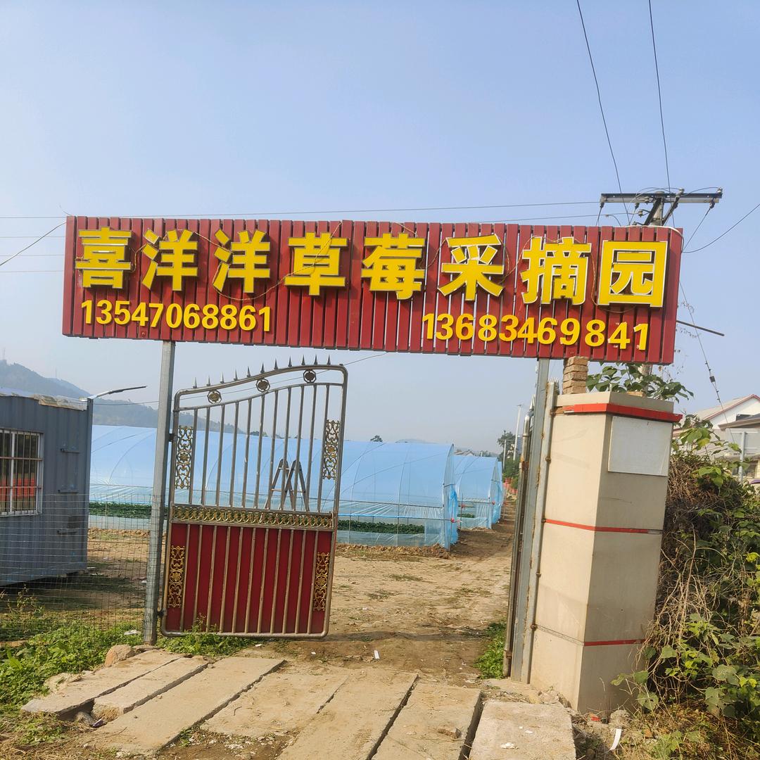 喜洋洋草莓(西瓜)采摘园