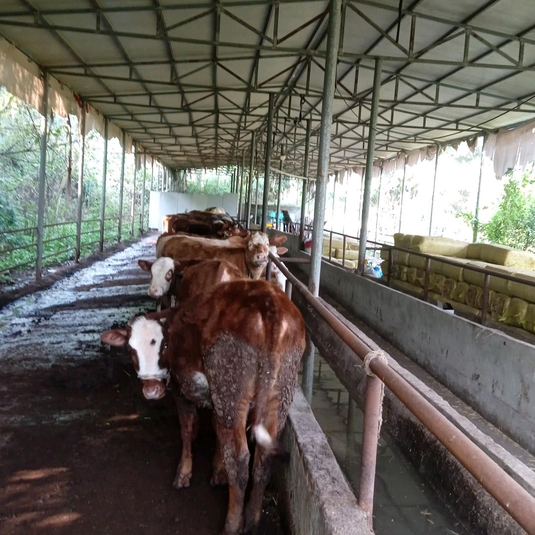 高山农牧有限公司