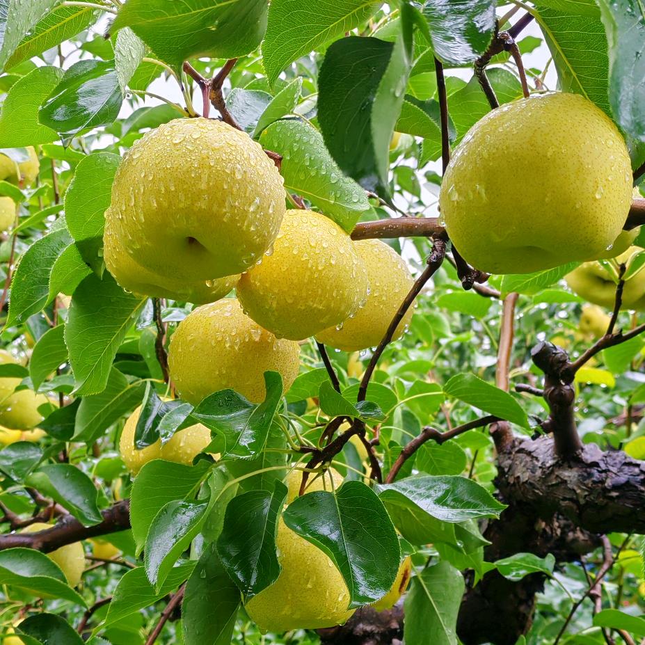 A礼泉，乾县酥梨