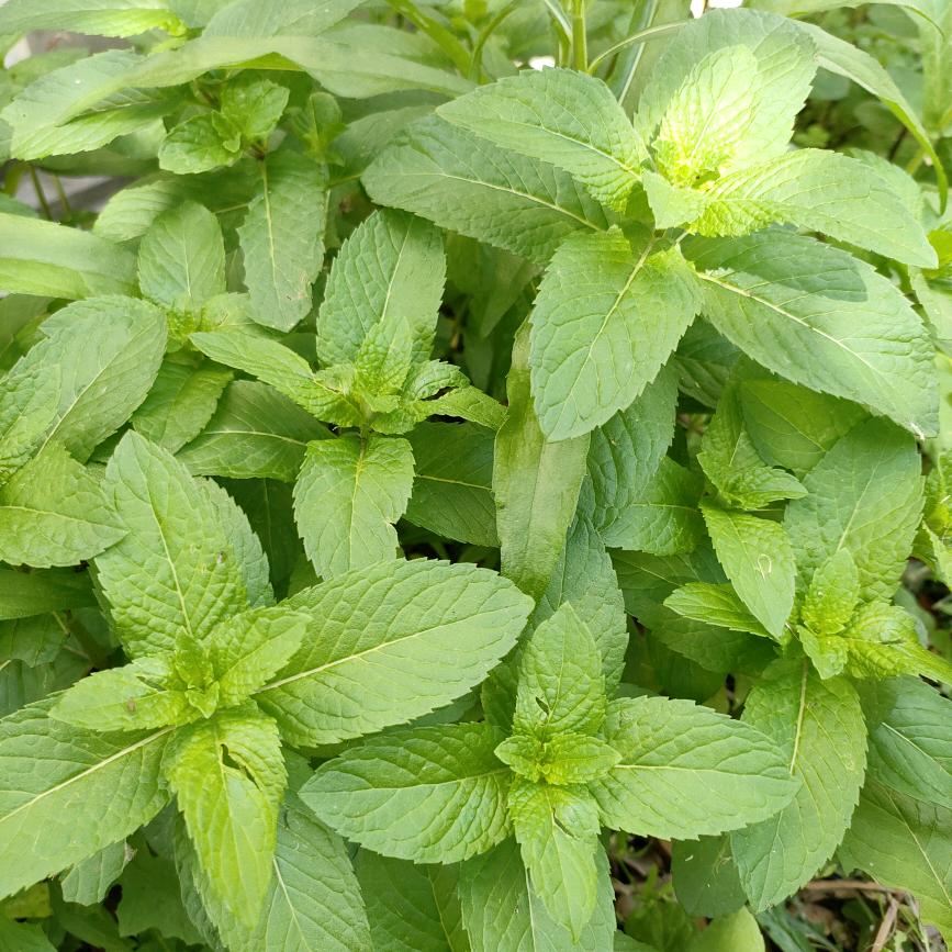 河南太康王海霞
