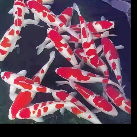 钱到卫
