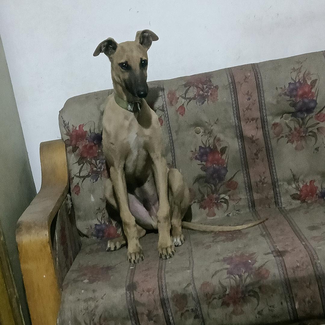 河南安阳内黄楚旺格慧串宠物店全国各地发