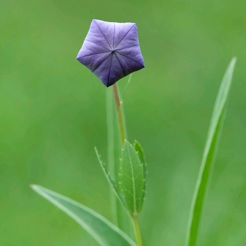 敬所能，敬所不能🌸