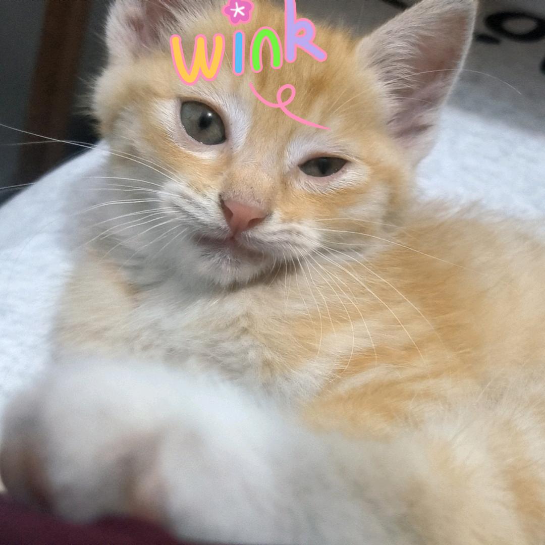 假装自己有活人感