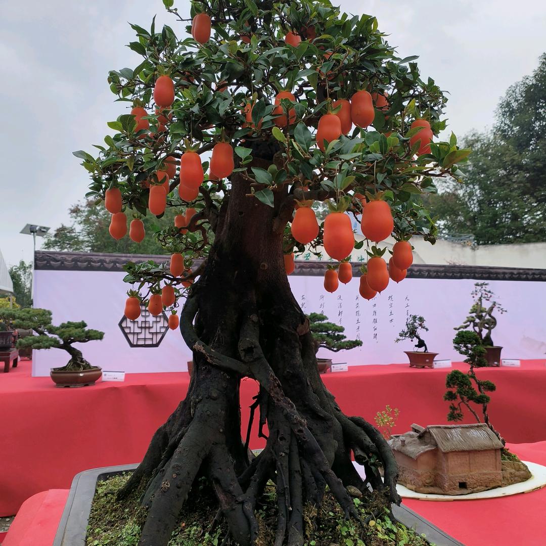 友晨园艺场