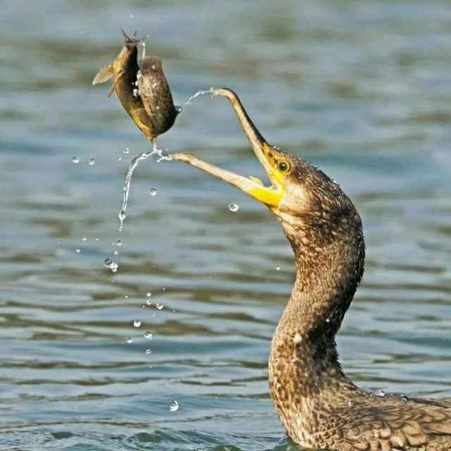 女儿是我的唯一。