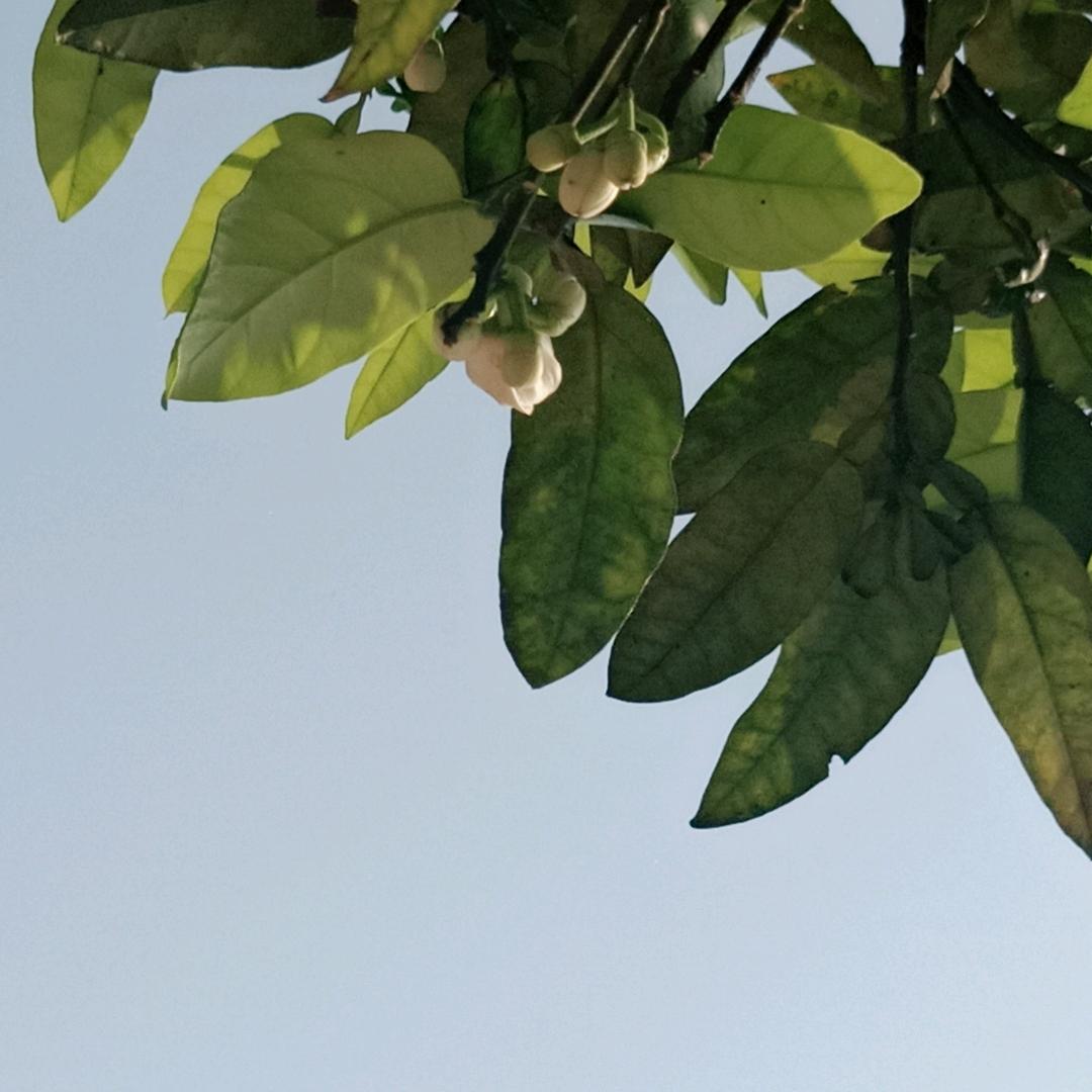 朱朱短剧