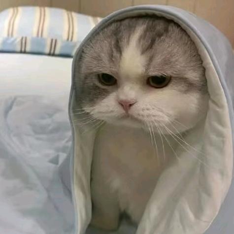 凛冬的回眸