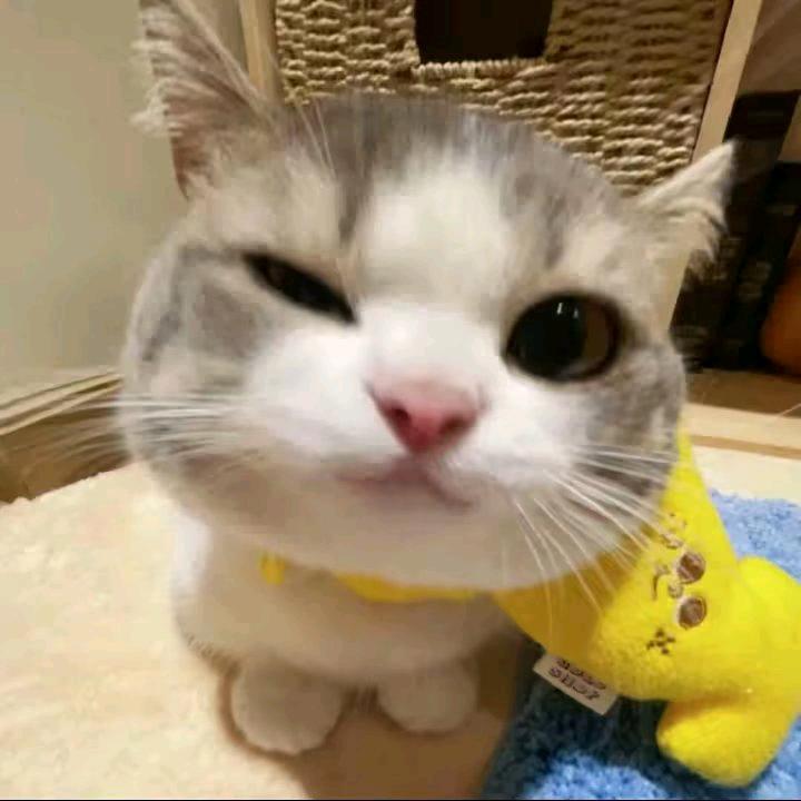 ¥
