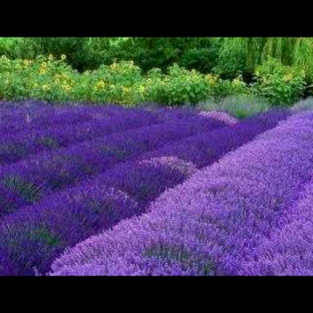 薰衣草