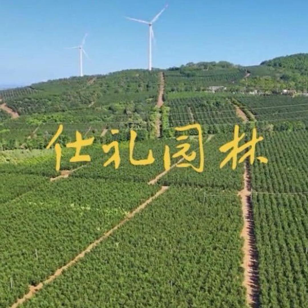 仕礼园林｜三十万棵罗汉松直销基地