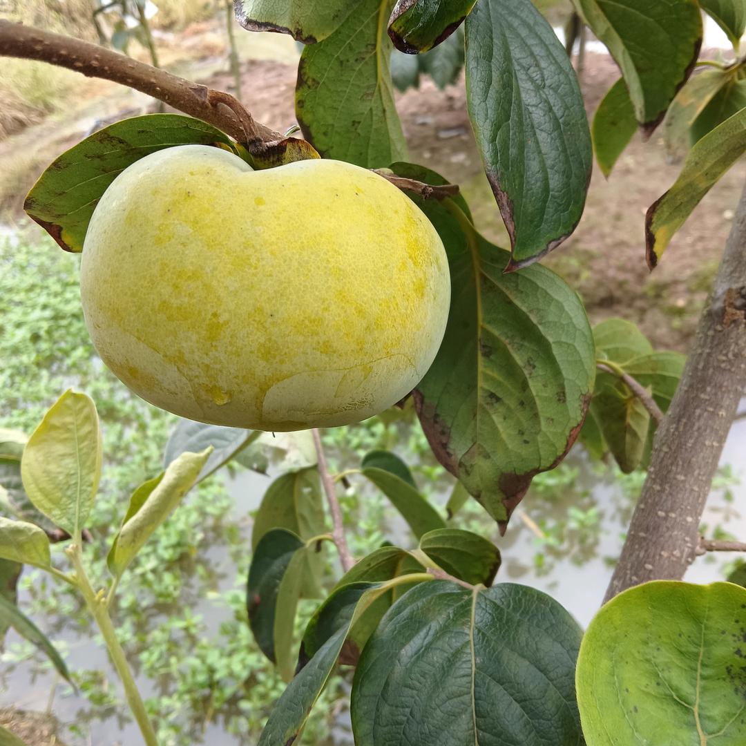 芳芳太秋脆柿