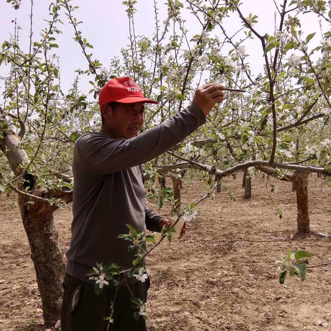陕北农家人阿莉