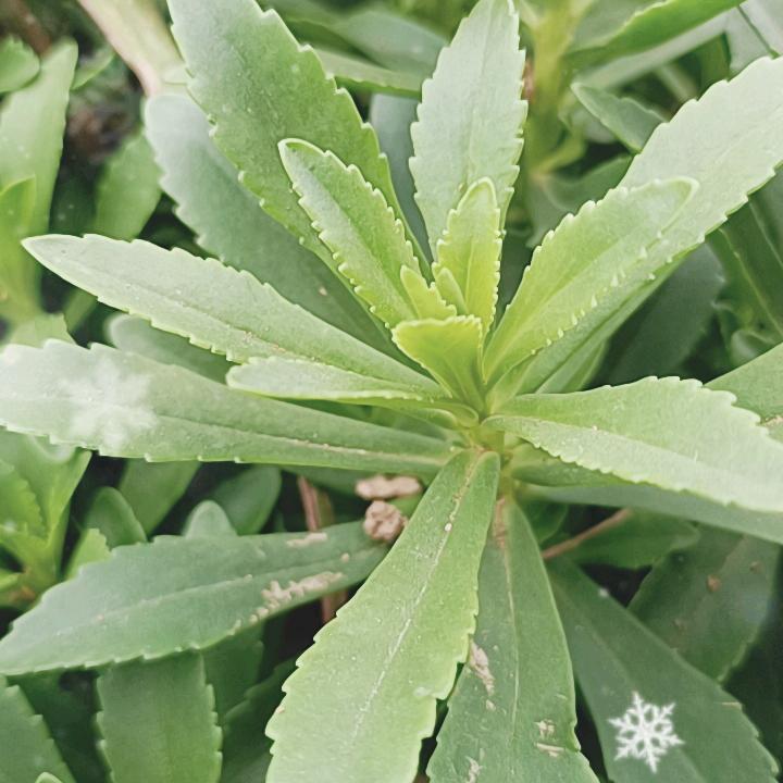 簸箕坝小豆腐