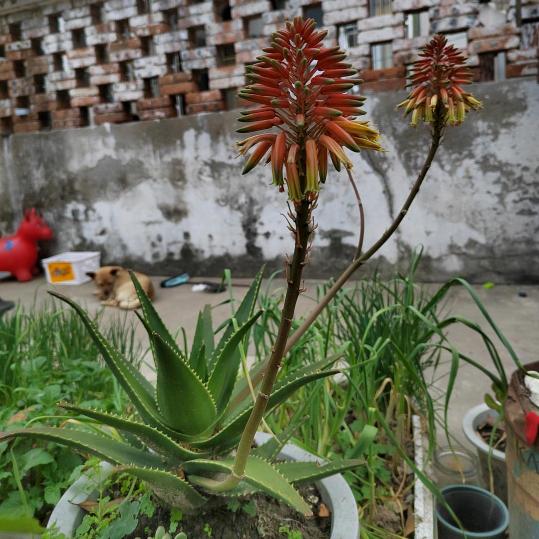 淅沥