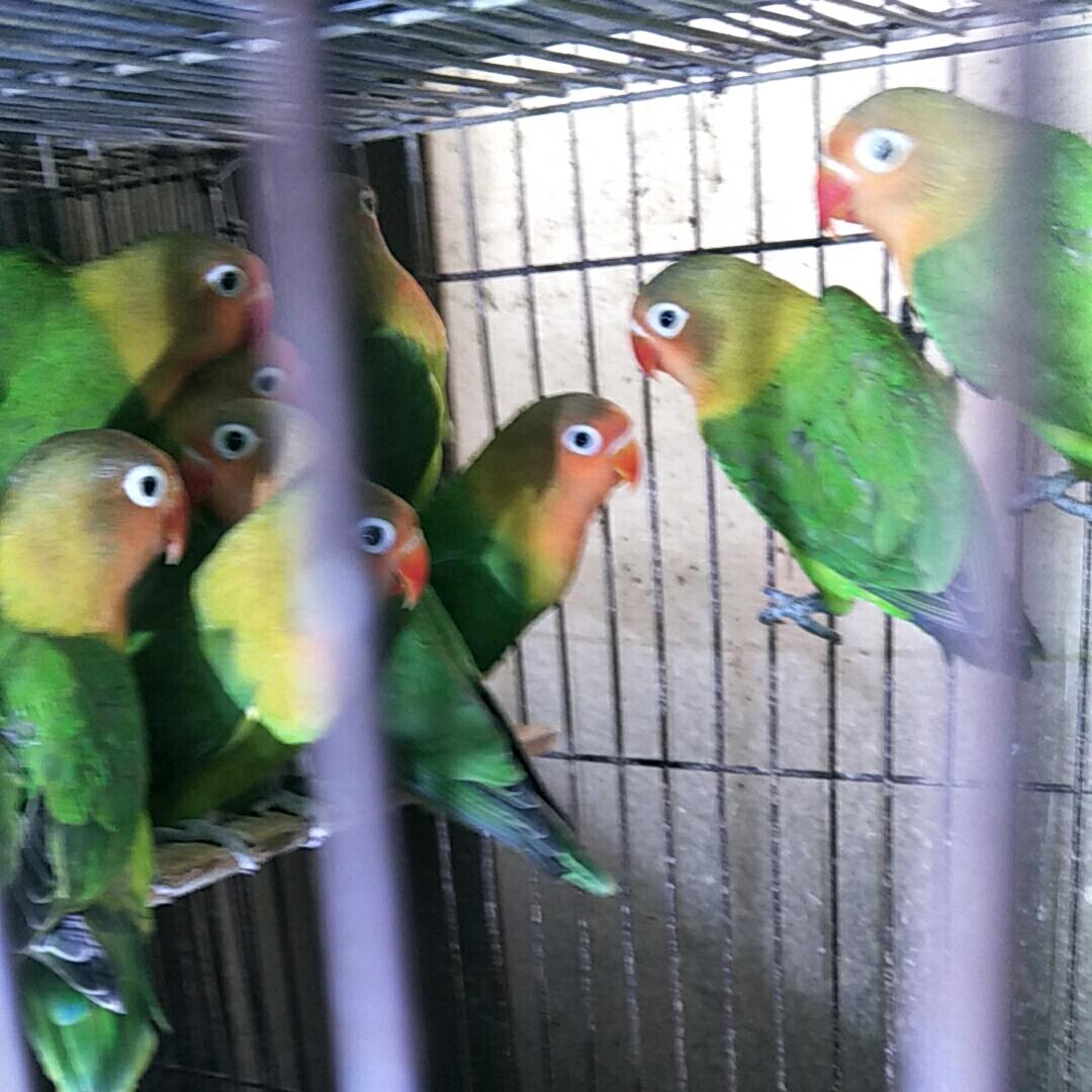 小小鸟