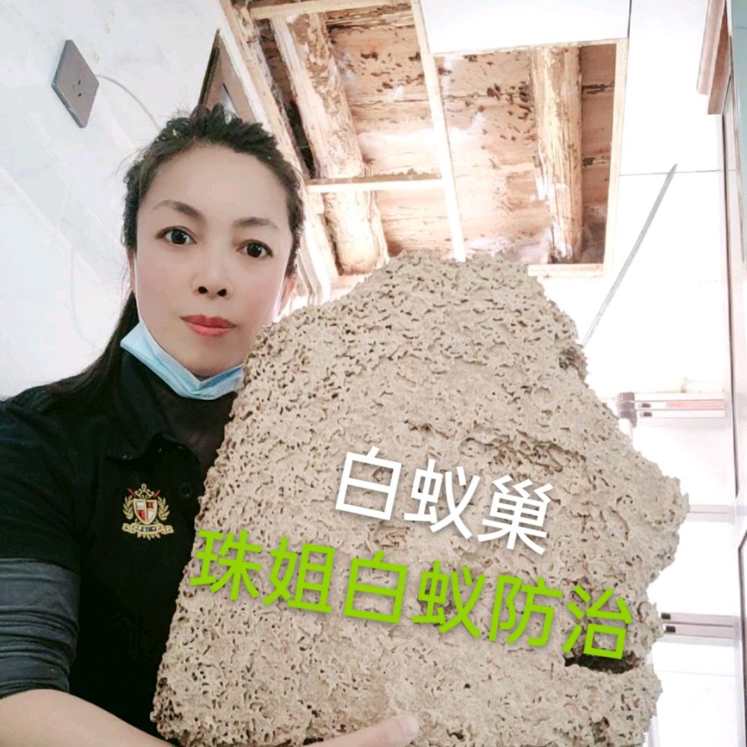 珠姐白蚁防治