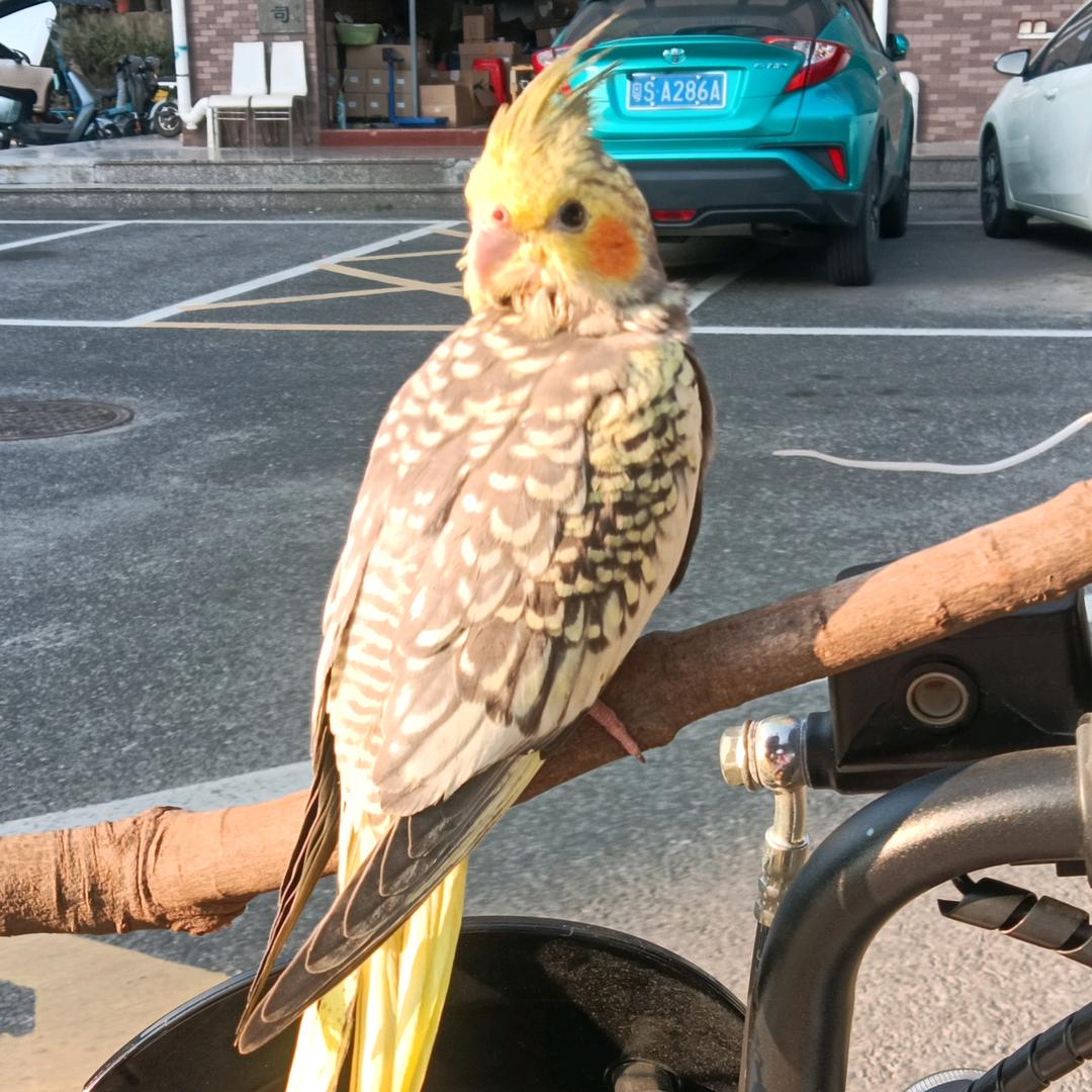 寒鸦先生🦅