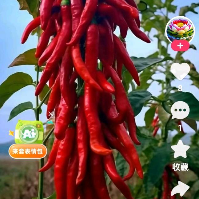 龙哥