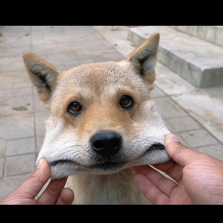 阿德♞