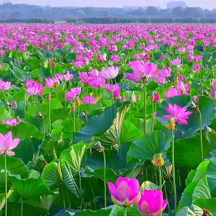 刘憨憨