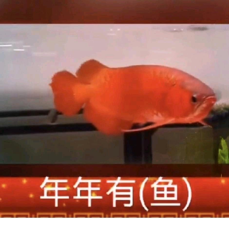 金山！