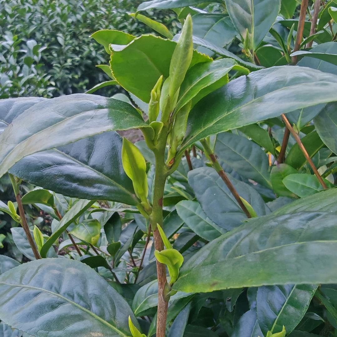 资溪白茶罗小五