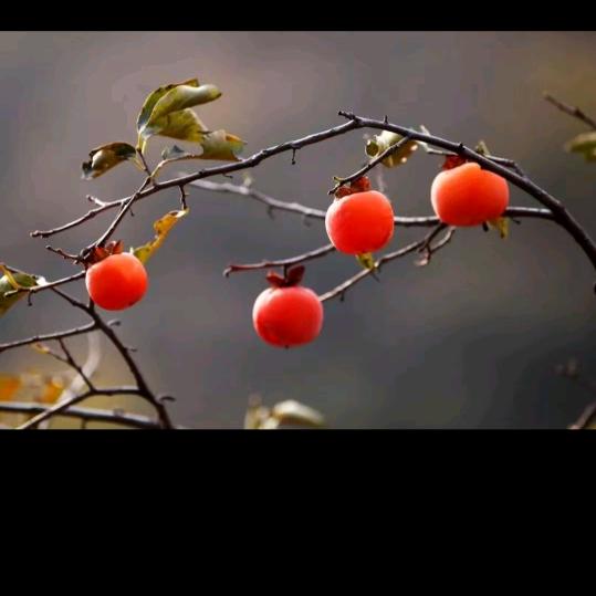 高价回收铜铝铁