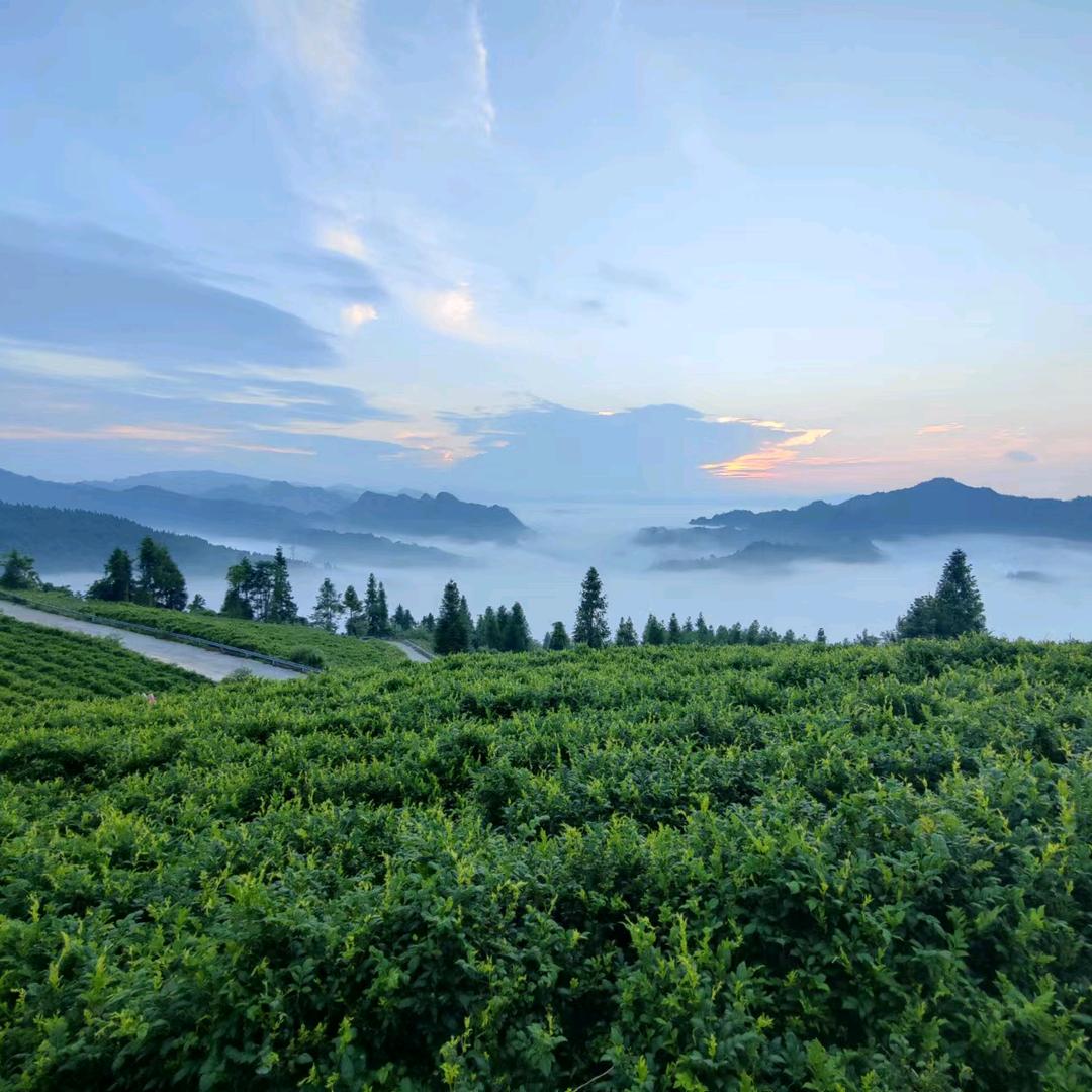 茶湘园