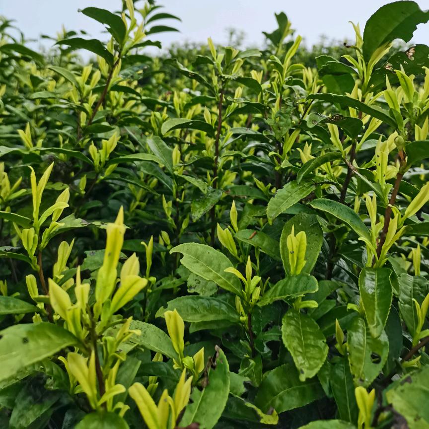 开开心心每一天