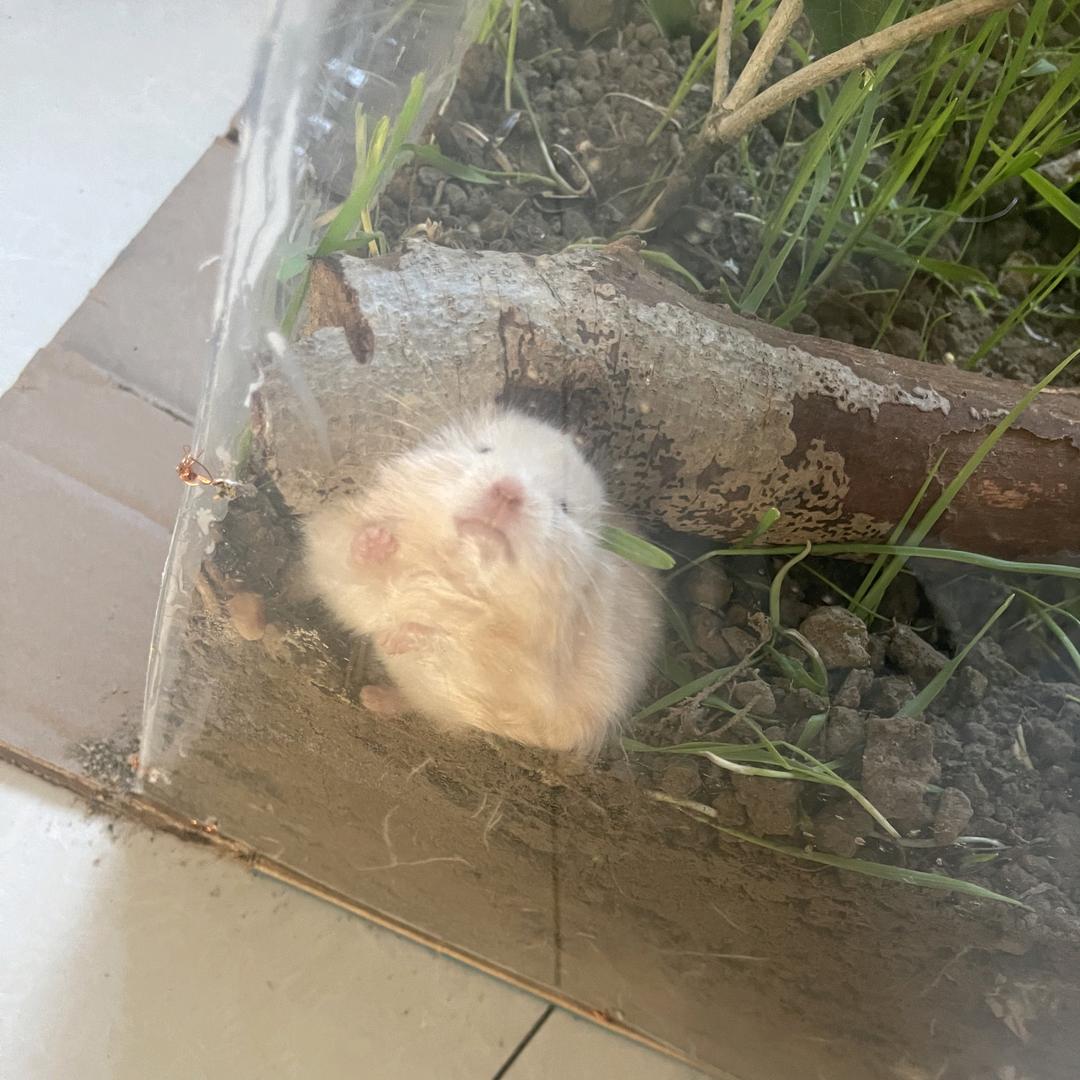 华哥不想上班