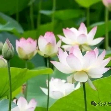 开心每一天早上好