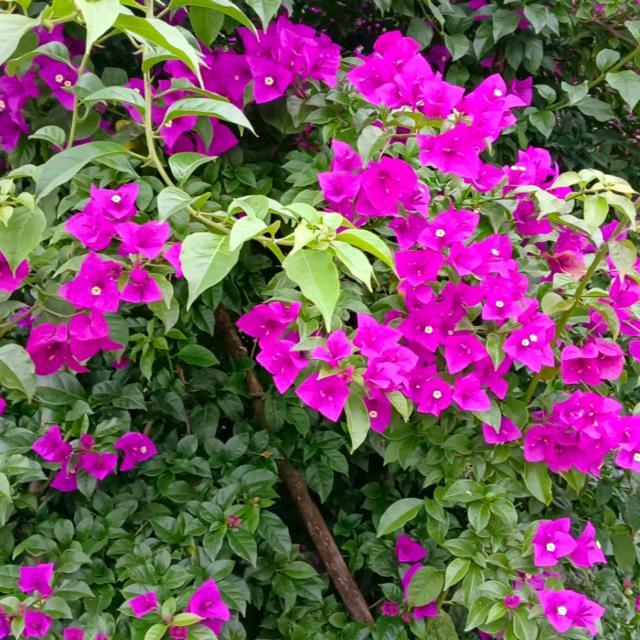 知心爱人。杨泽华