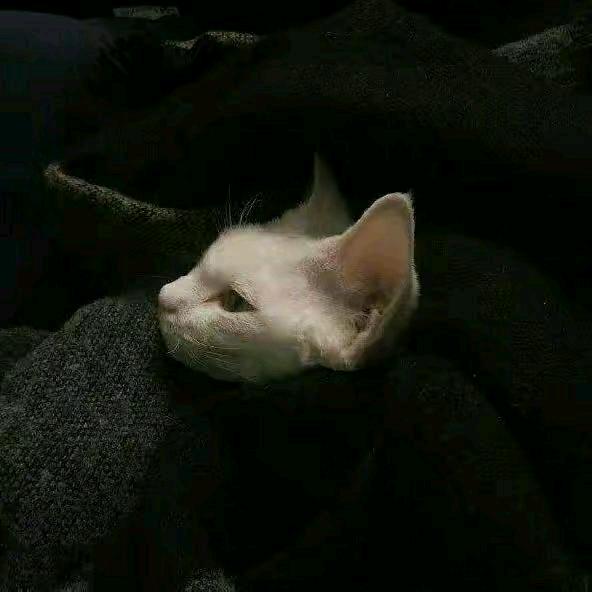 瑾、
