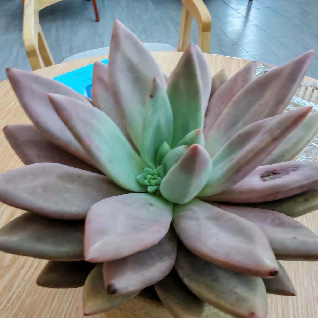 大帅认牌