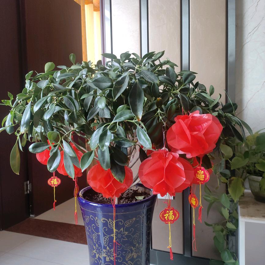顺心如意9504819320384