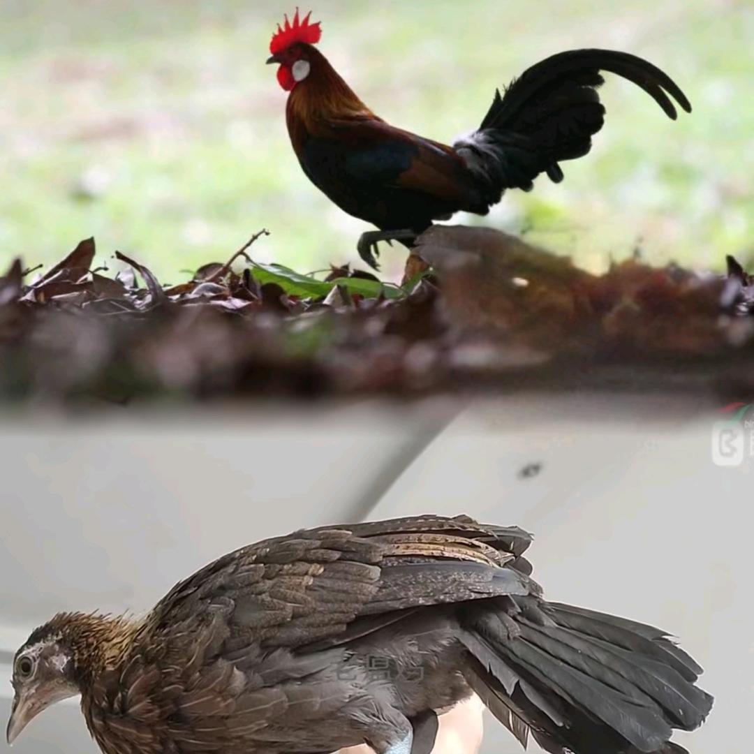 白云观赏鸡