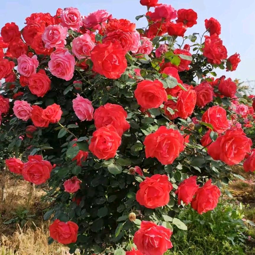 花巷月季
