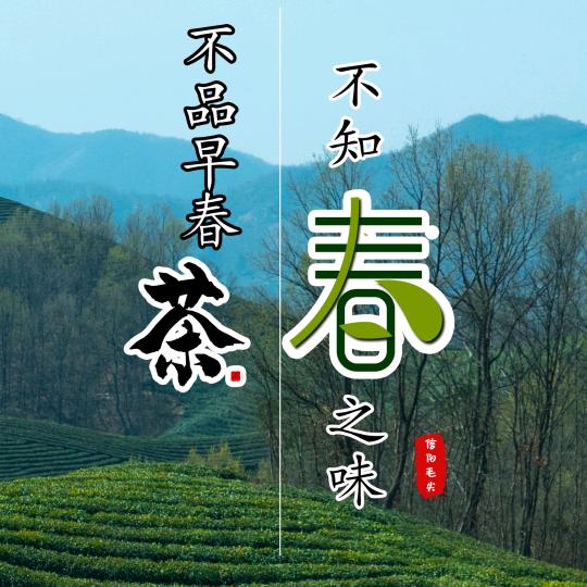 信阳毛尖春之味茶叶商行