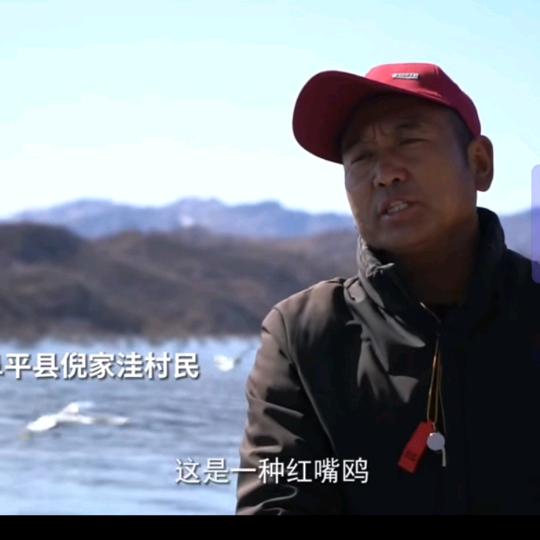 倪家洼村喂鸥小红帽