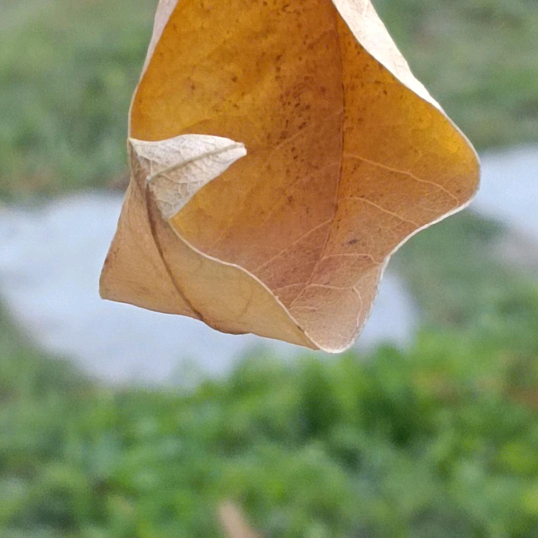钱钱爱吃