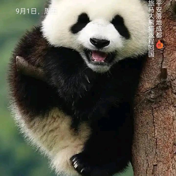 糊涂