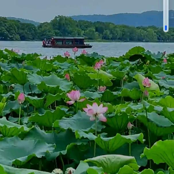 青山无语