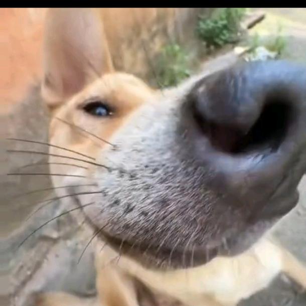 主打咸鱼