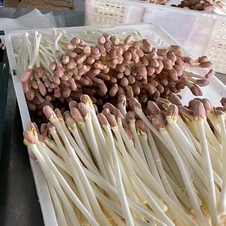 老罗芽苗菜