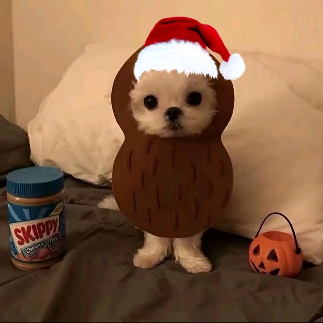 跳不高的魈宝宝