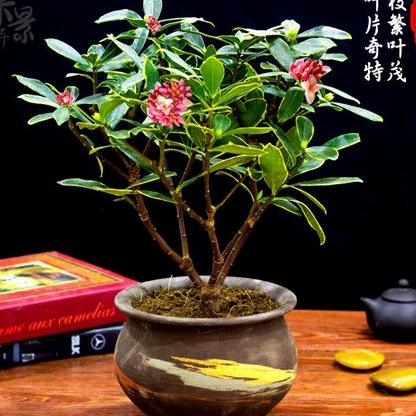 婷婷家绿植园艺
