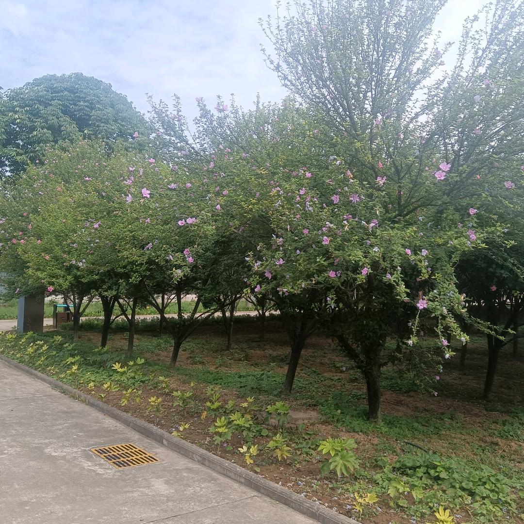 昂仁次扎